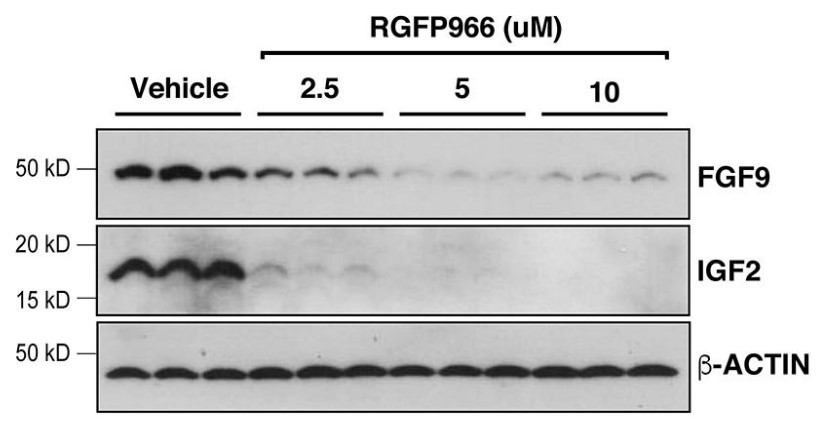 Decease of FGF9 and IGF2 protein levels after RGFP966 treatment.jpg